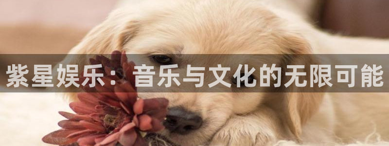 pg泰达娱乐平台下载入口：紫星娱乐：音乐与文化的无限可能